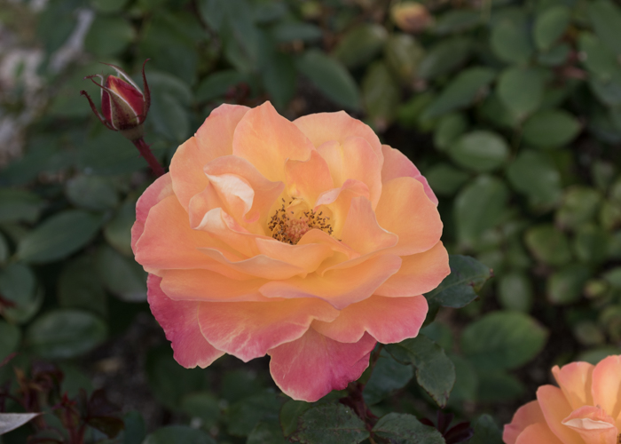 バラ(スヴニール・ドゥ・アンネ・フランク)の花。長居植物園で撮影