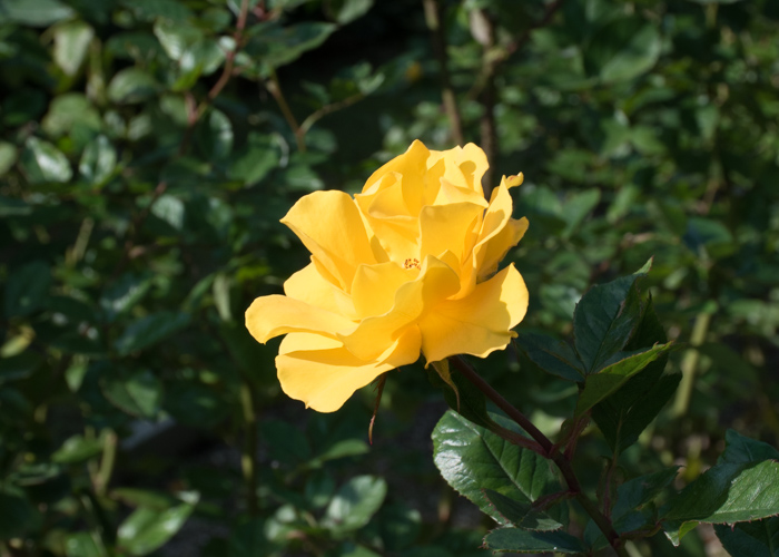バラ(サプライズ)の花の横顔。長居植物園で撮影