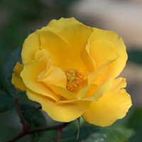バラ(サプライズ)の花