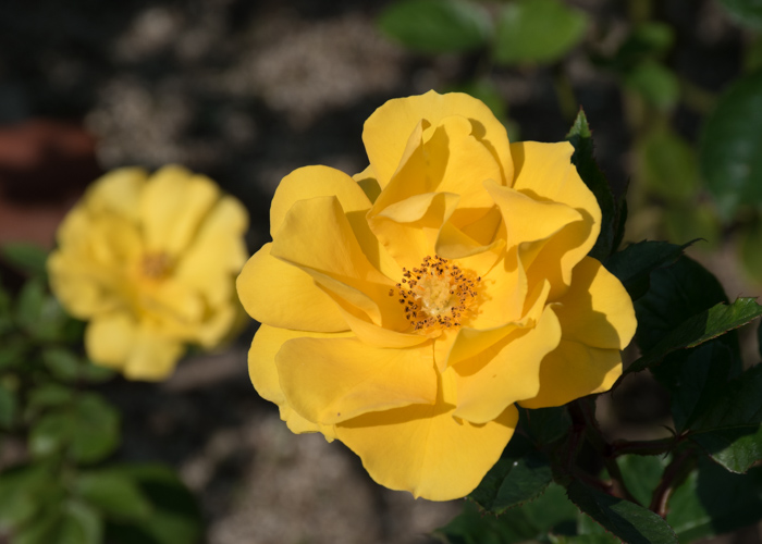 バラ(サプライズ)の花。長居植物園で撮影