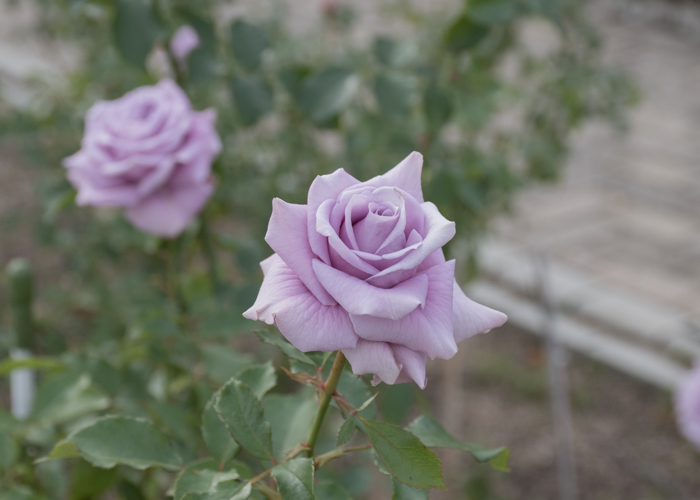 バラ(スイート・ムーン)の花。長居植物園で撮影