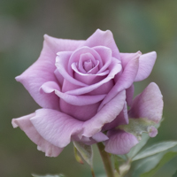 バラ(スイート・ムーン)の花