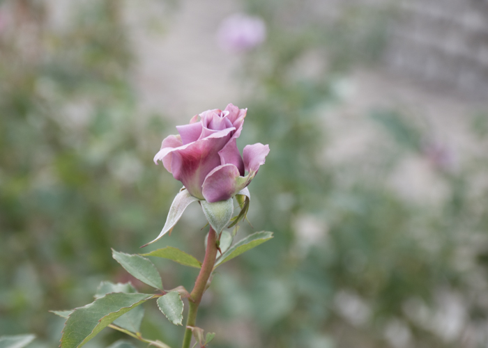 バラ(スイート・ムーン)のつぼみ。長居植物園で撮影