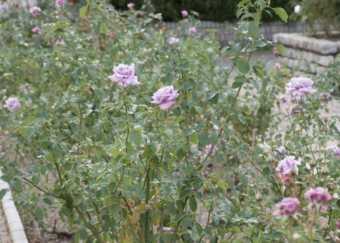 バラ(スイート・ムーン)の木全体。長居植物園で撮影