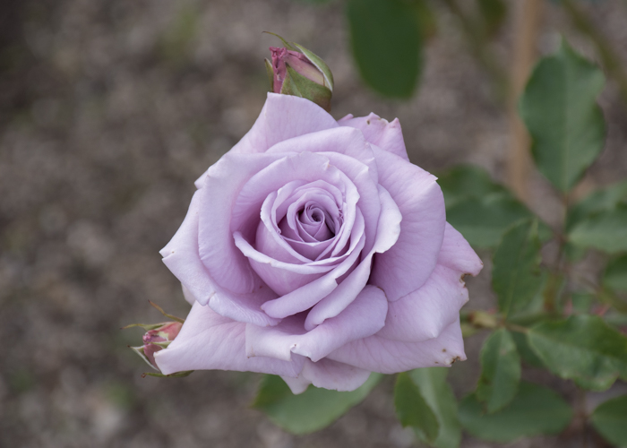 バラ(スイート・ムーン)の花。長居植物園で撮影