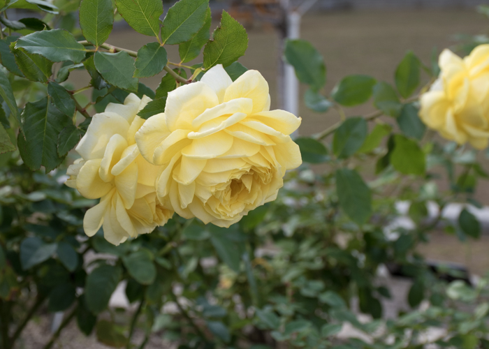 バラ(トゥールーズ・ロートレック)の花。長居植物園で撮影
