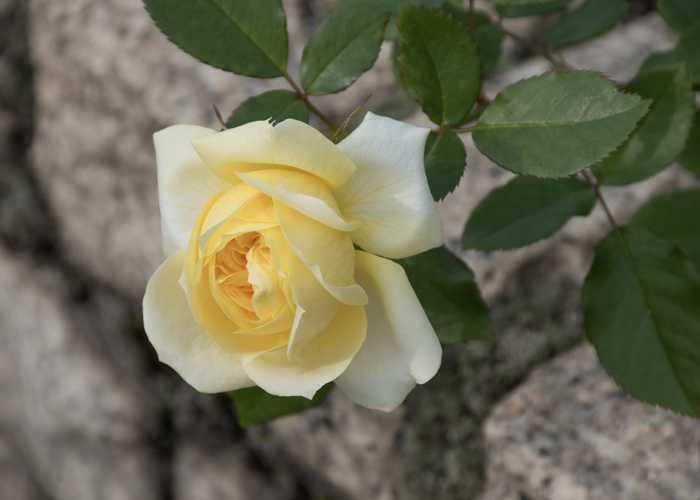 バラ(トゥールーズ・ロートレック)の咲きかけの花。長居植物園で撮影