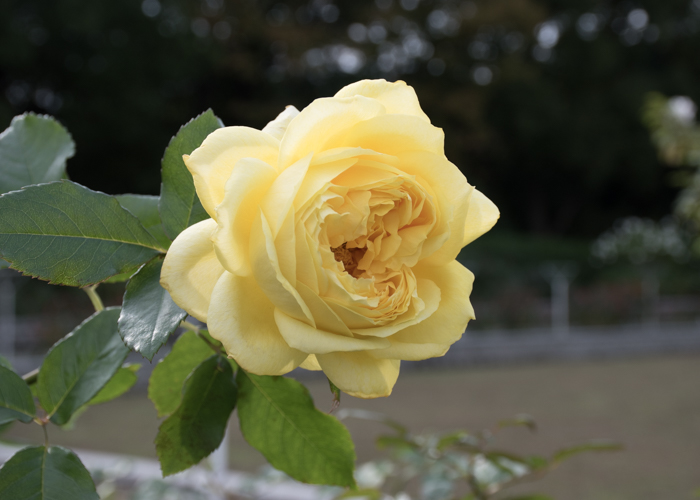 バラ(トゥールーズ・ロートレック)の花。長居植物園で撮影