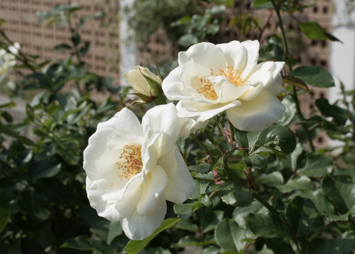 バラ(ホワイト・マジック)の花。長居植物園で撮影