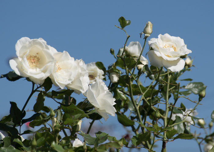 バラ(ホワイト・マジック)の花と青空。庄堺公園で撮影
