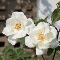 バラ(ホワイト・マジック)の花
