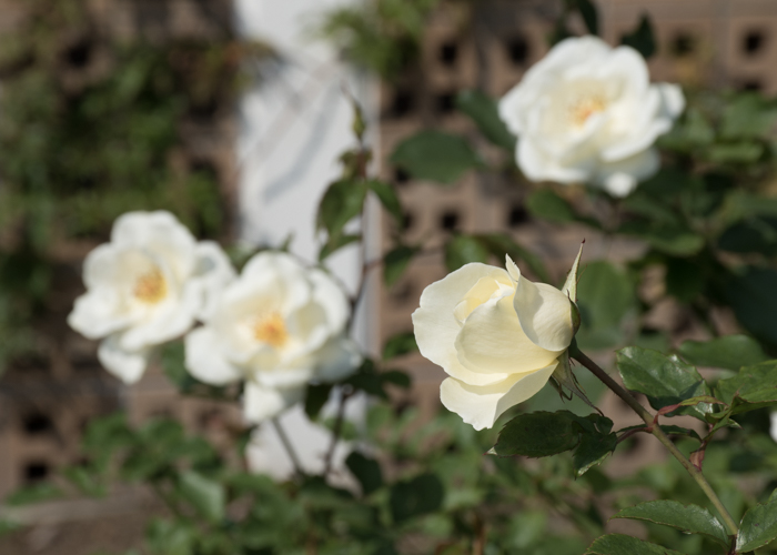 バラ(ホワイト・マジック)の花のつぼみ。長居植物園で撮影