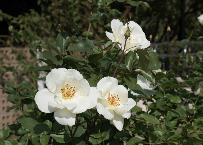 バラ(ホワイト・マジック)の花。長居植物園で撮影