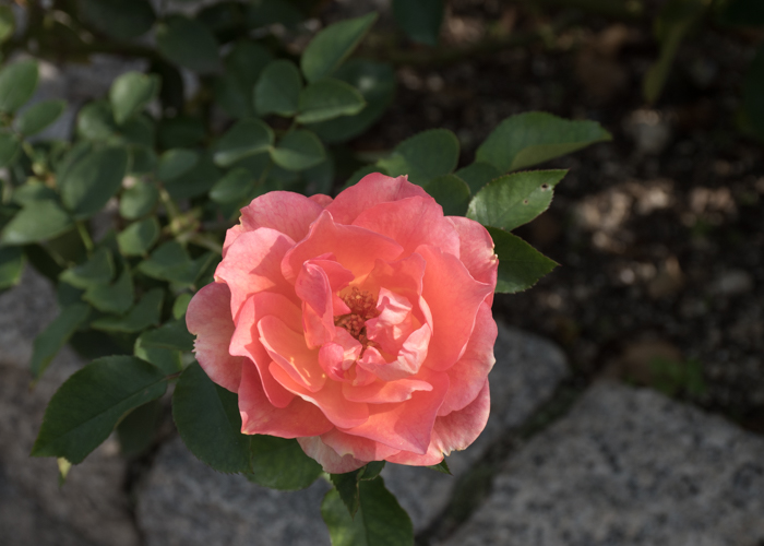 バラ(ザンブラ’93)の花。長居植物園で撮影