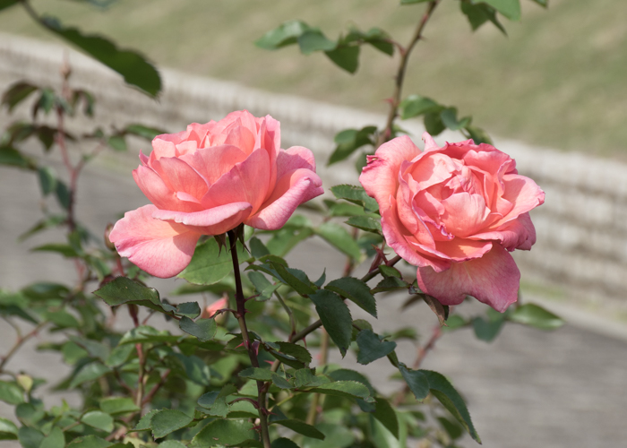 バラ(ザンブラ’93)の花の横顔。長居植物園で撮影