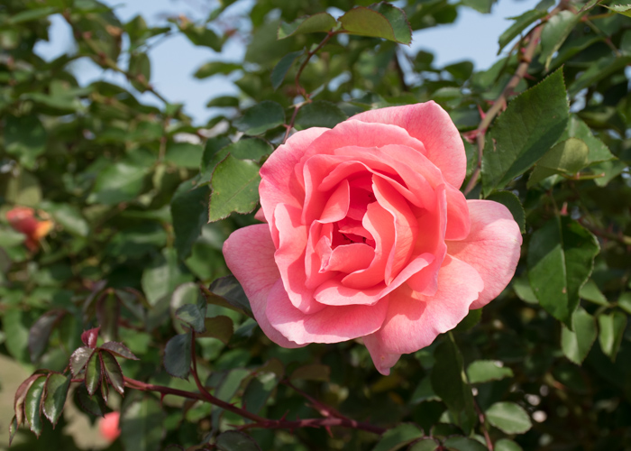 バラ(ザンブラ’93)の花。長居植物園で撮影