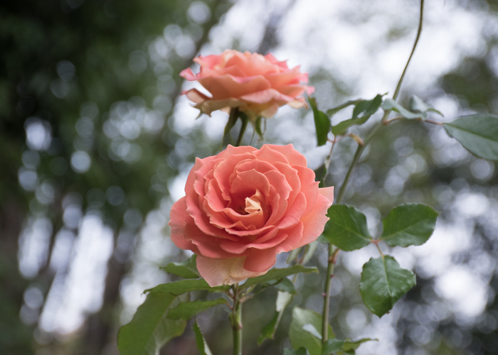 バラ(ブラスバンド)の花。長居植物園で撮影