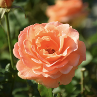 バラ(ブラスバンド)の花