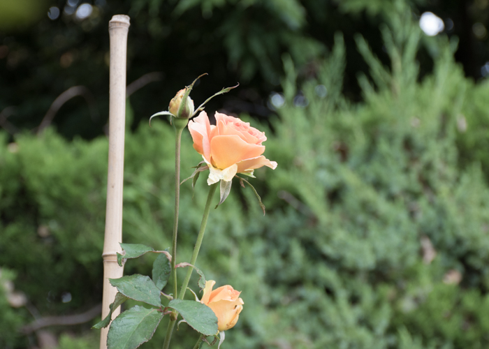 バラ(ブラスバンド)の花の横顔。長居植物園で撮影