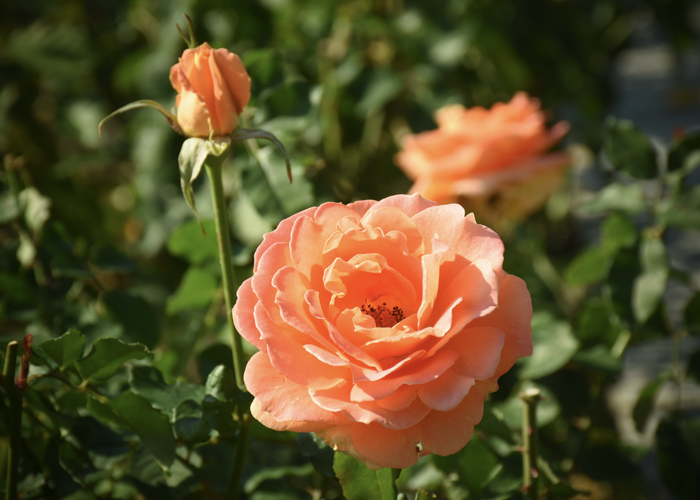 バラ(ブラスバンド)の花。荒巻バラ公園で撮影