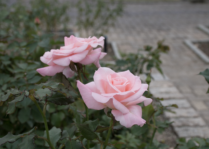 バラ(ブライダル・ピンク)の花の横顔。長居植物園で撮影