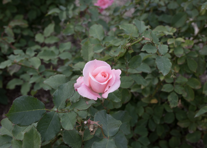 バラ(ブライダル・ピンク)の花と葉。長居植物園で撮影