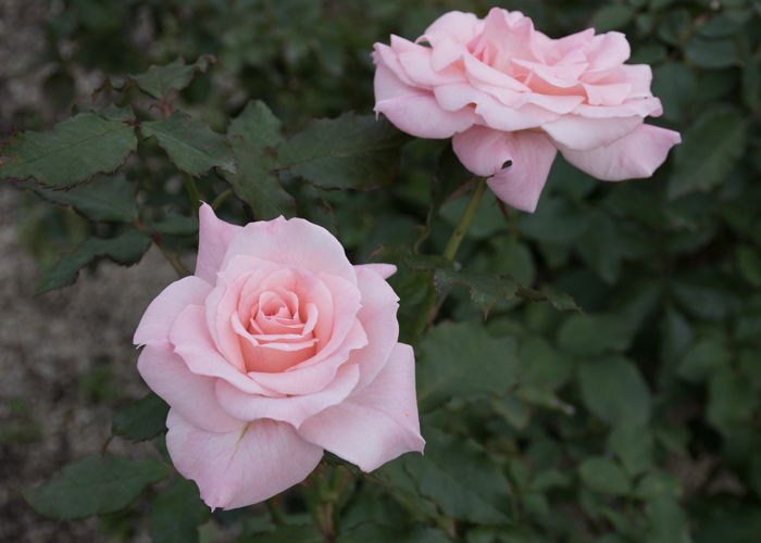 バラ(ブライダル・ピンク)の花。長居植物園で撮影