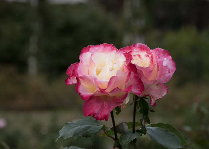 バラ(ダブル・デライト)の花。長居植物園で撮影