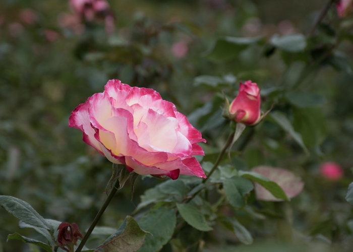 バラ(ダブル・デライト)の花の横顔。長居植物園で撮影