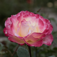 バラ(ダブル・デライト)の花