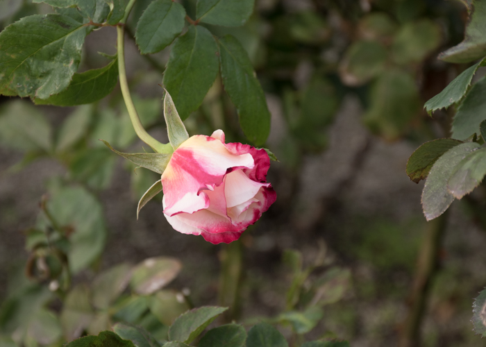 バラ(ダブル・デライト)のつぼみ。長居植物園で撮影