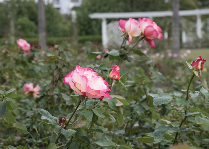 バラ(ダブル・デライト)の木全体。長居植物園で撮影
