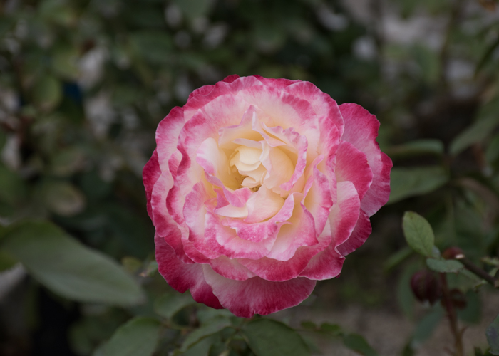 バラ(ダブル・デライト)の花。長居植物園で撮影