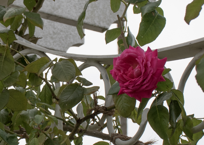 バラ(つるエデン・ローズ)の花。長居植物園で撮影