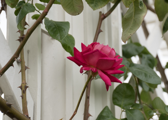 バラ(つるエデン・ローズ)の花の横顔。長居植物園で撮影