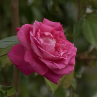 バラ(つるエデン・ローズ)の花