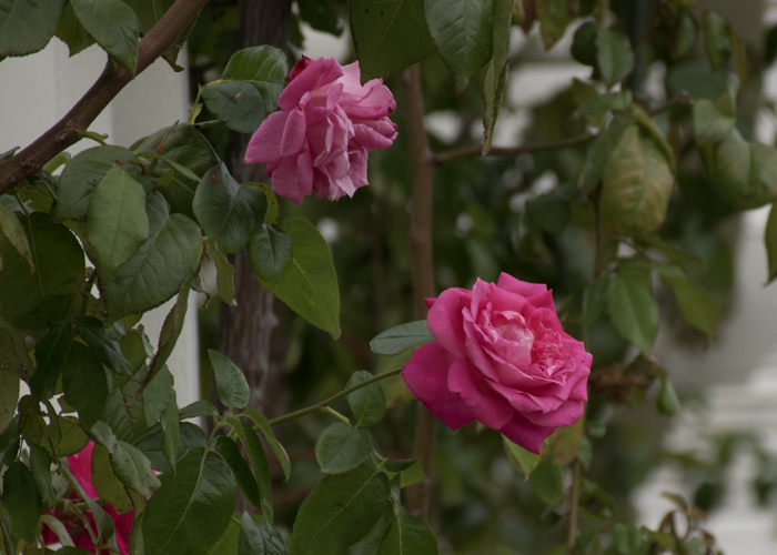 バラ(つるエデン・ローズ)の花。長居植物園で撮影