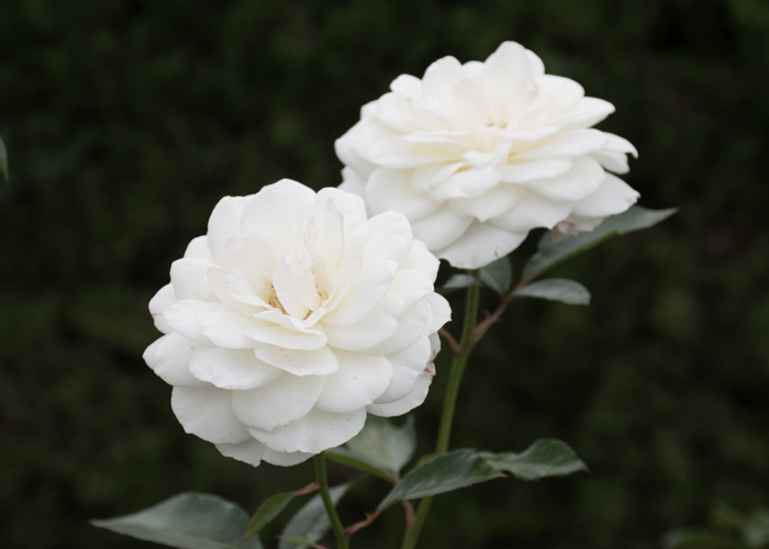 バラ(ファビュラス!)の花。長居植物園で撮影