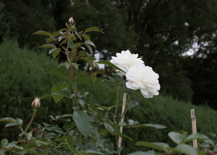 バラ(ファビュラス!)の花の横顔。長居植物園で撮影