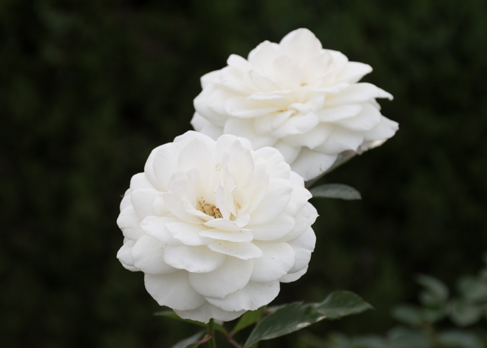 バラ(ファビュラス!)の花。長居植物園で撮影