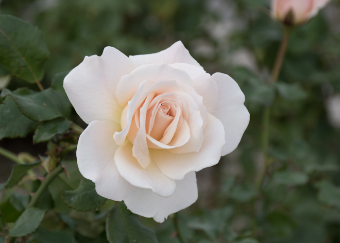 バラ(フレンチ・レース)の花。長居植物園で撮影