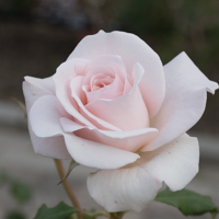 バラ(フレンチ・レース)の花