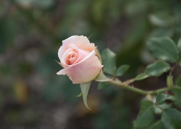 バラ(フレンチ・レース)のつぼみ。長居植物園で撮影