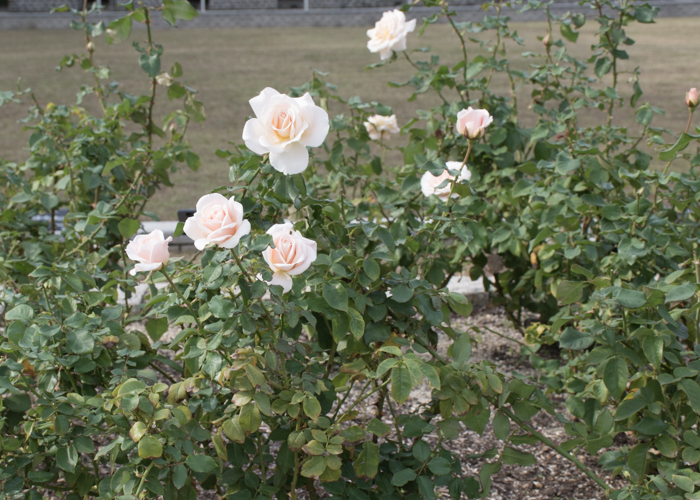 バラ(フレンチ・レース)の木全体。長居植物園で撮影