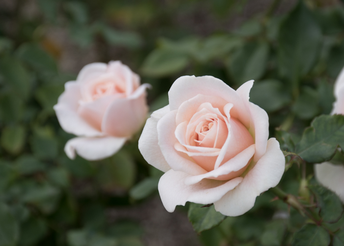 バラ(フレンチ・レース)の花。長居植物園で撮影