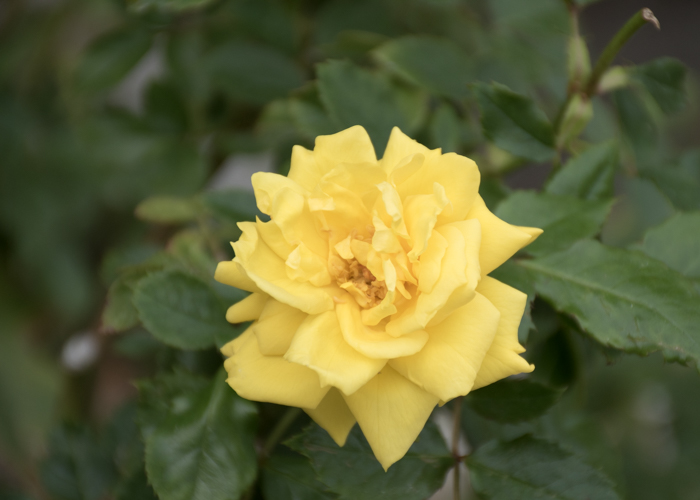 バラ(フリージア/サンスプライト)の花。長居植物園で撮影