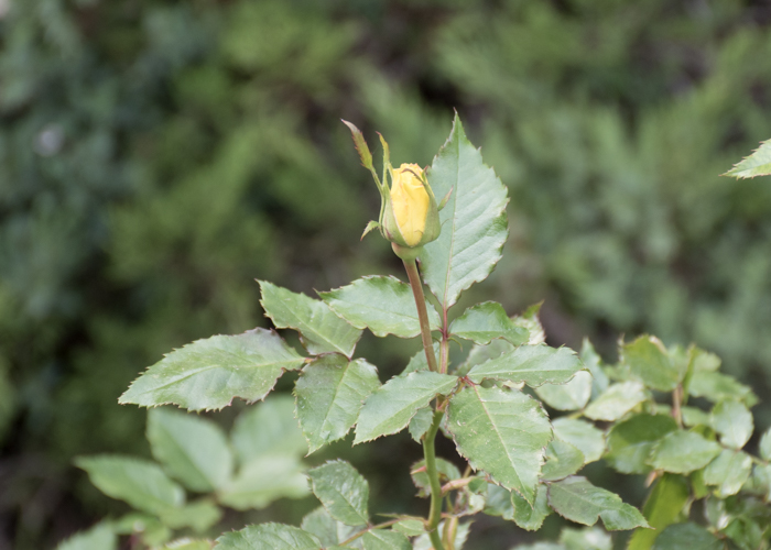バラ(フリージア/サンスプライト)のつぼみ。長居植物園で撮影