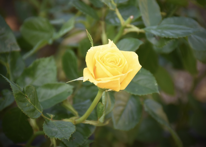 バラ(フリージア/サンスプライト)の花。荒巻バラ公園で撮影