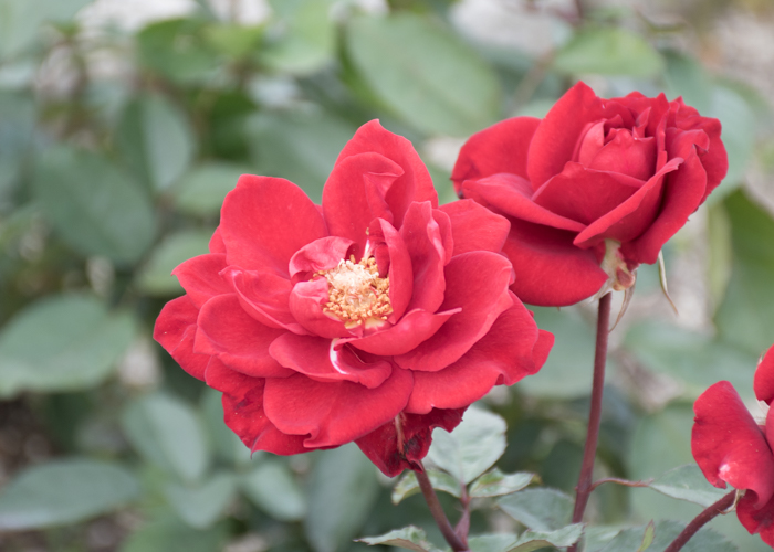 バラ(ガルテンツァウバー’84)の花のアップ。長居植物園で撮影