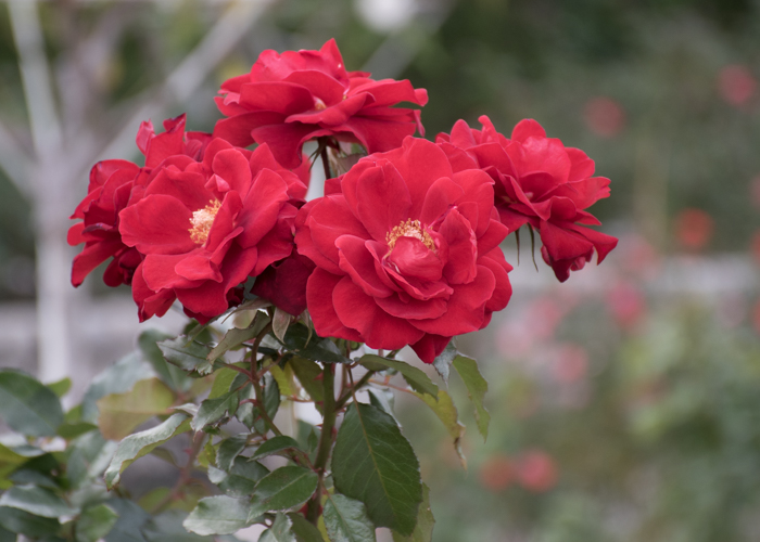バラ(ガルテンツァウバー’84)の花。長居植物園で撮影